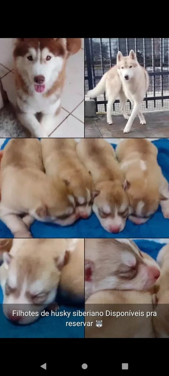 Filhotes de husky siberiano ! - Foto 2