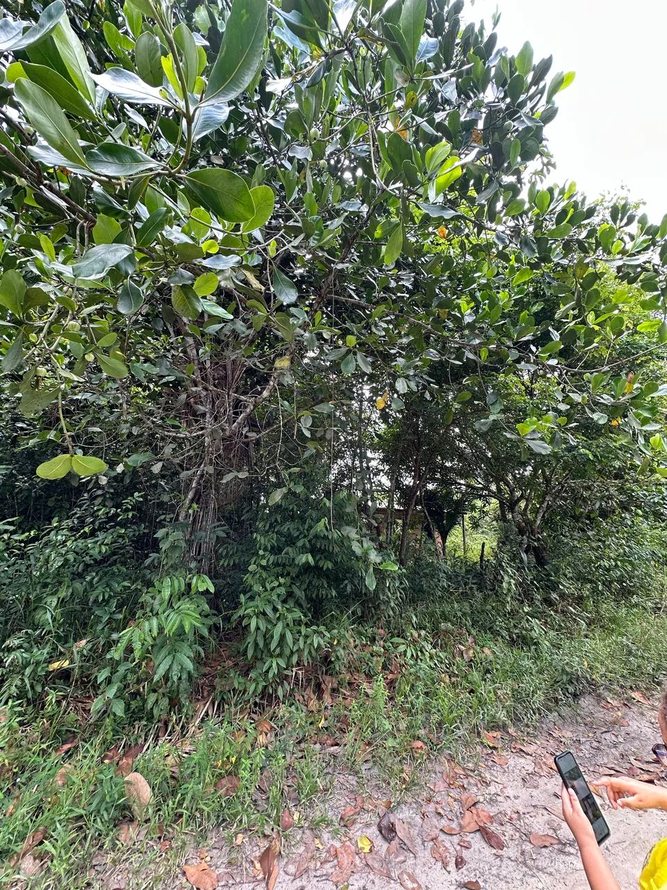Terreno em mosqueiro - Foto 2