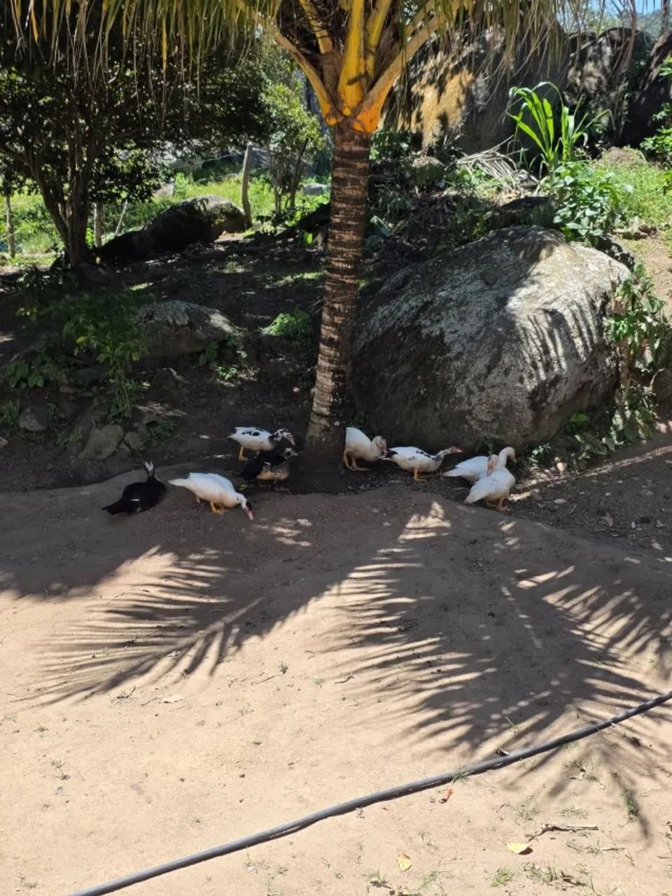 Patos - Foto 2