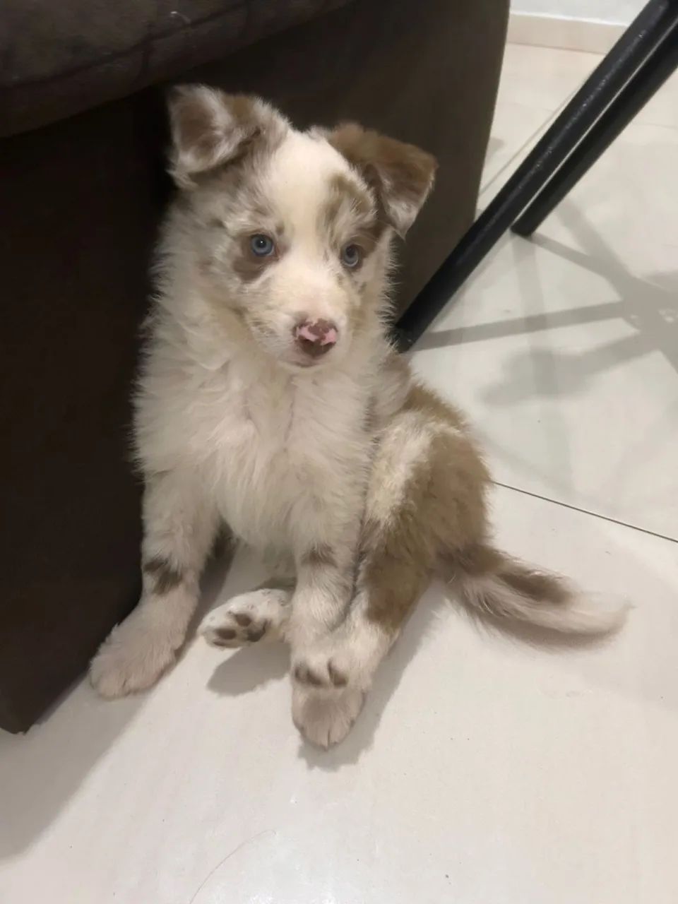 Border Collie - Macho