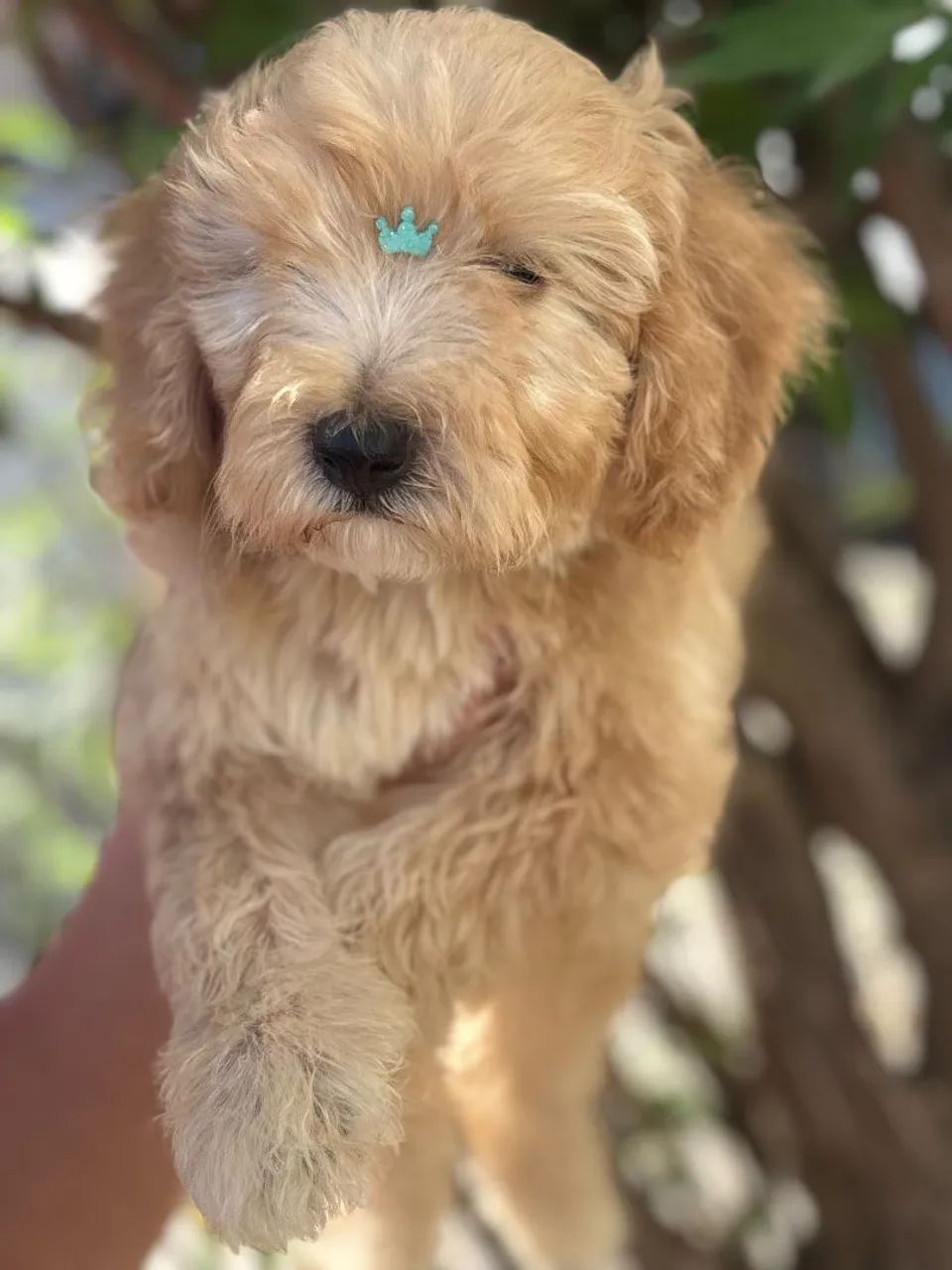 Poodle macho  - Foto 4