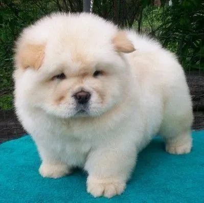 chow chow O chow é sério.