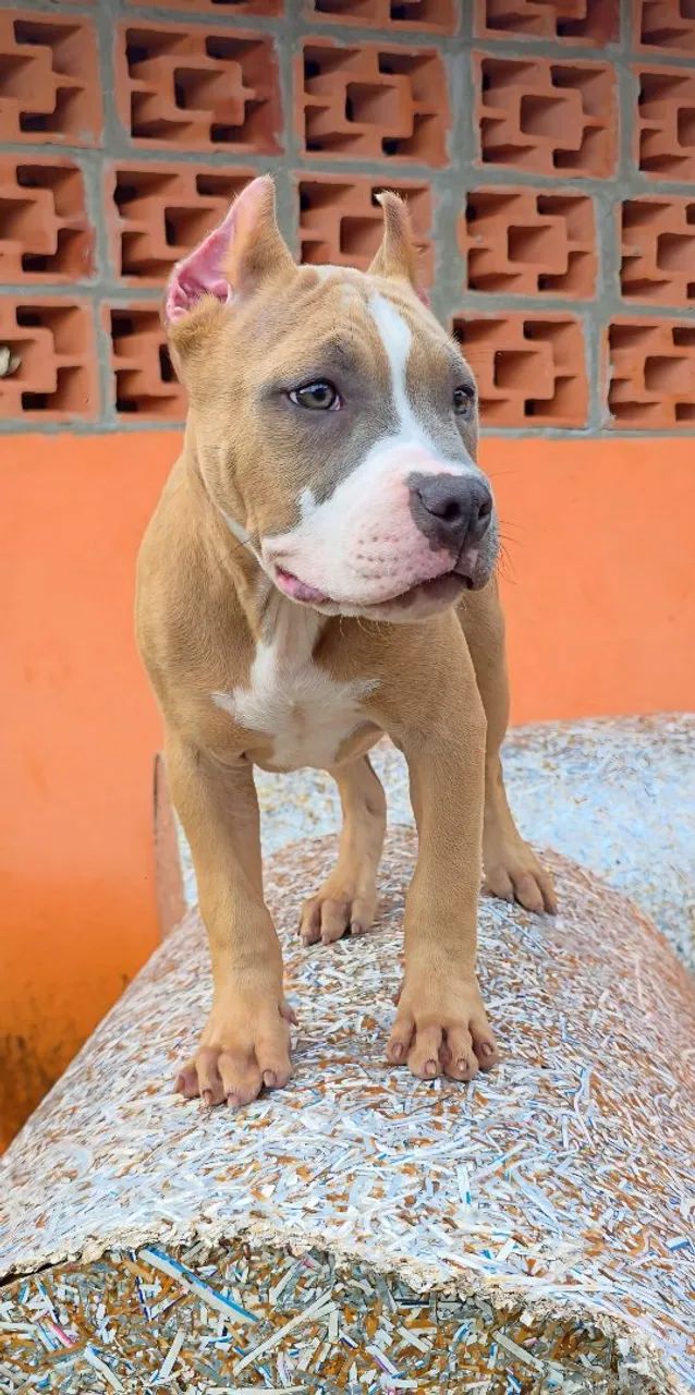 American Bully Standard - filhotes - Foto 3