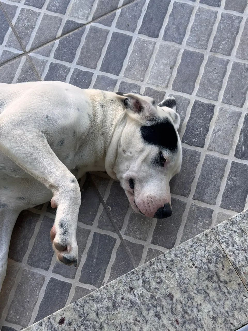 Doação responsável  - Foto 2