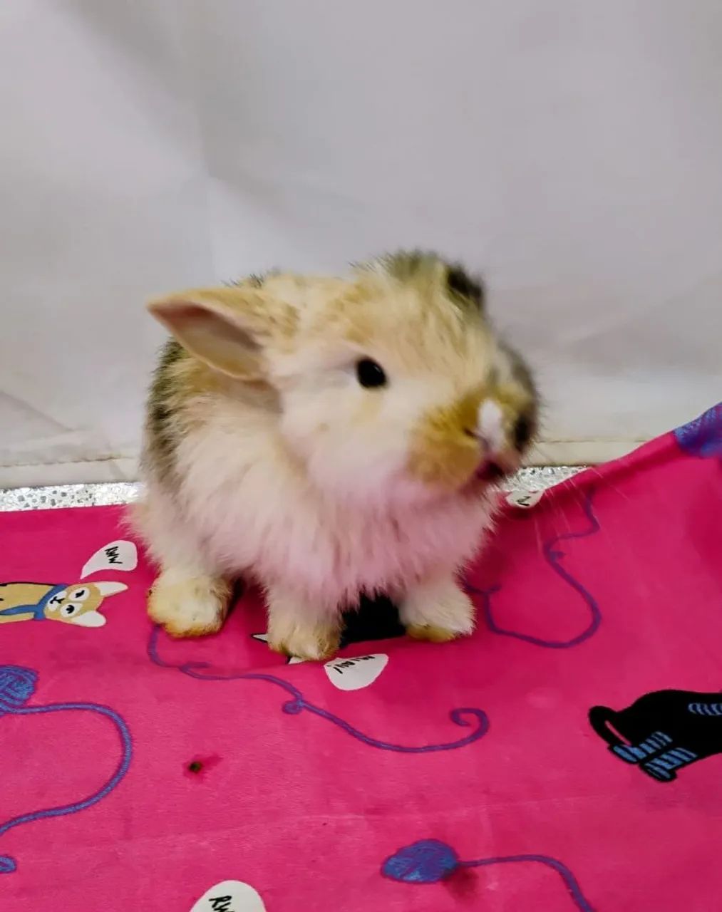 Mini Lop Mini Coelhos 