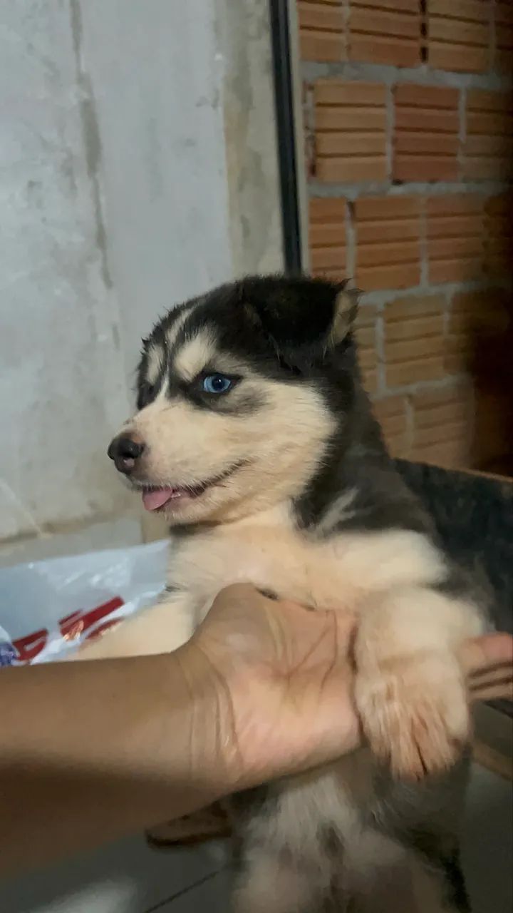 Husky siberiano  - Foto 4