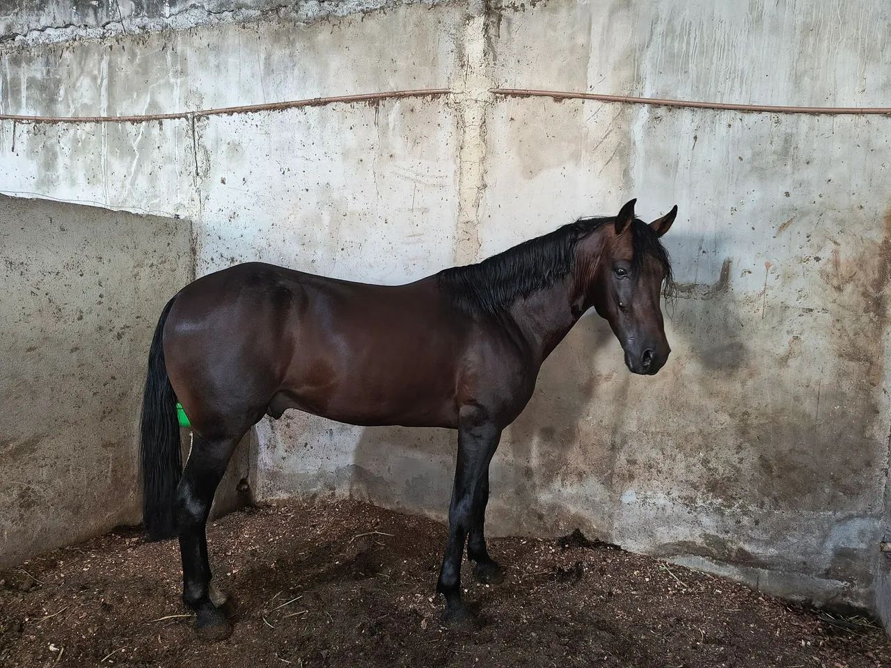 Cavalo manga larga  - Foto 3