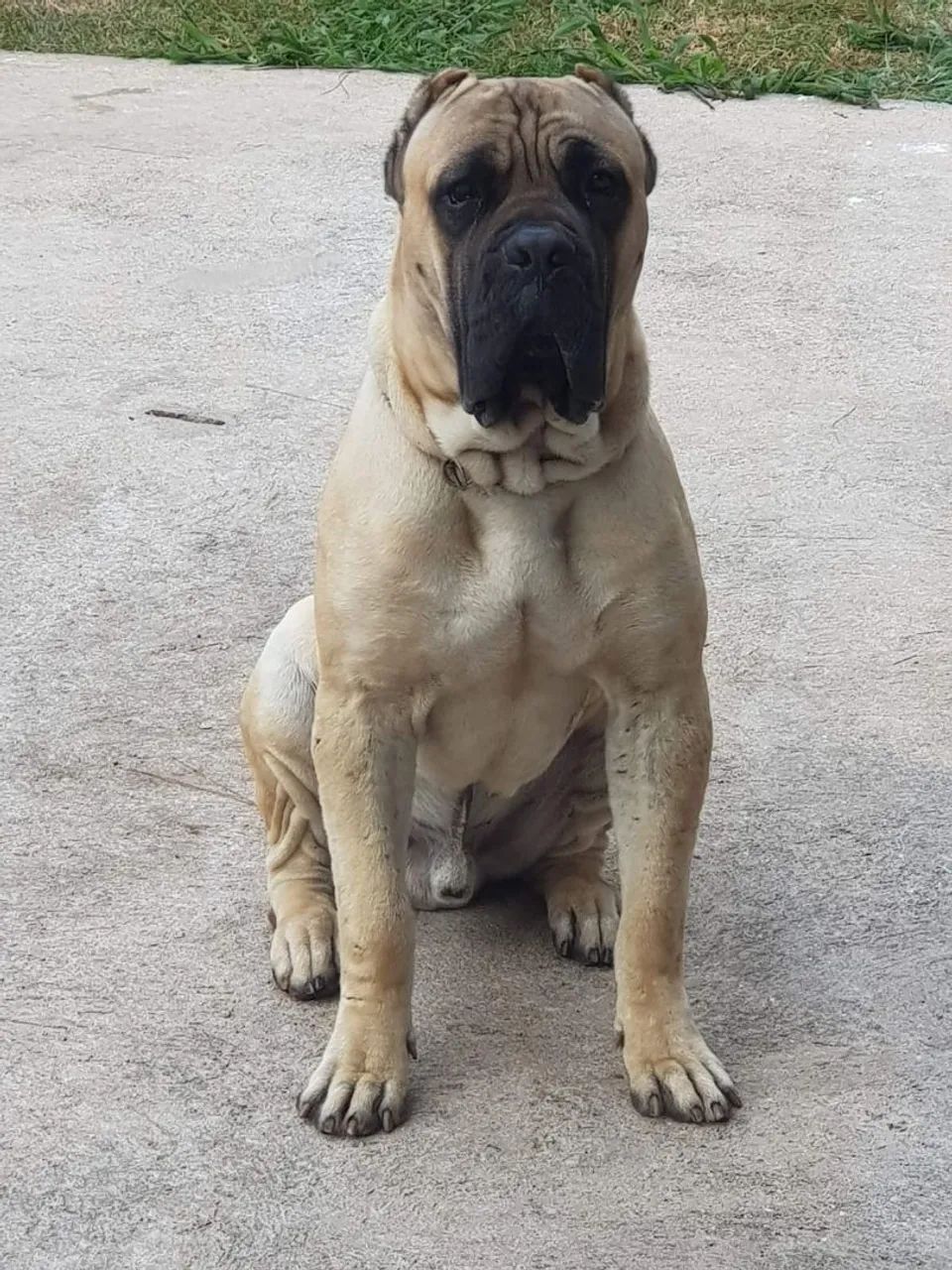 Cachorro Cane corso 