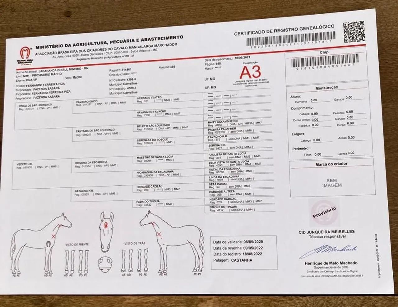Cavalo MM Mangalarga de presença (Marcha batida, Bonito e Registrado) - Foto 4