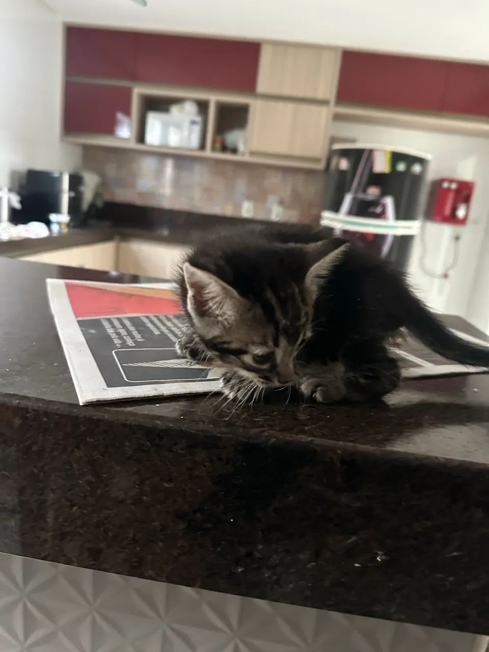 Doação de gatinho  - Foto 3
