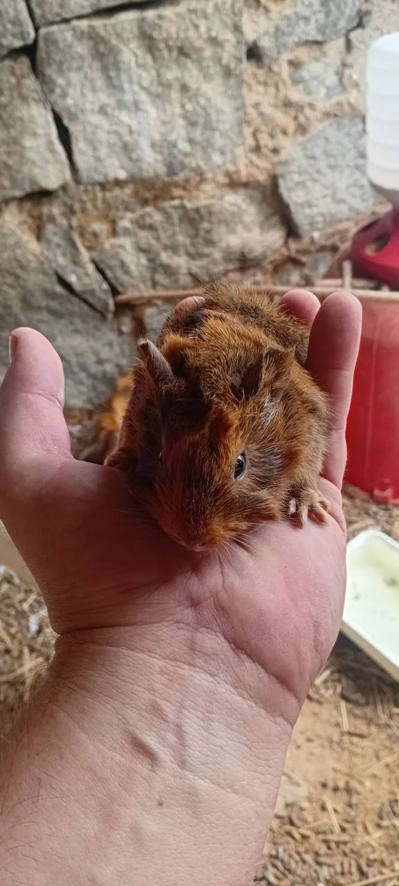 PORQUINHO DA INDIA - Foto 3