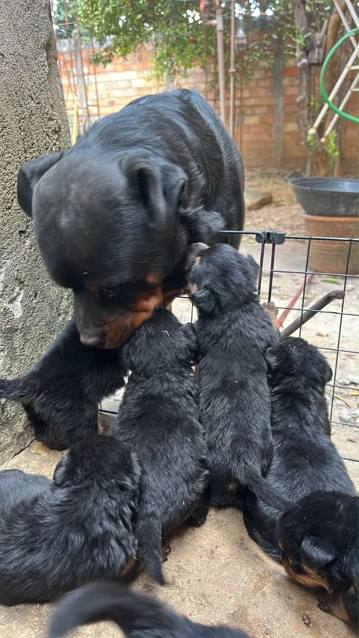 Rottweiler  - Foto 5