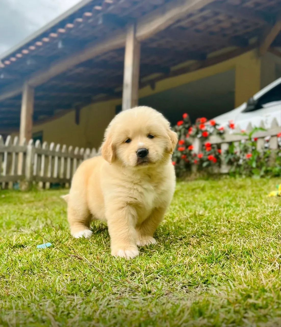 Golden retriever  - Foto 2