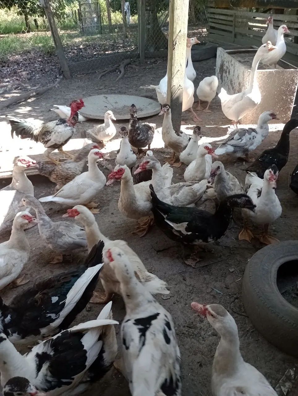 Patos regional 