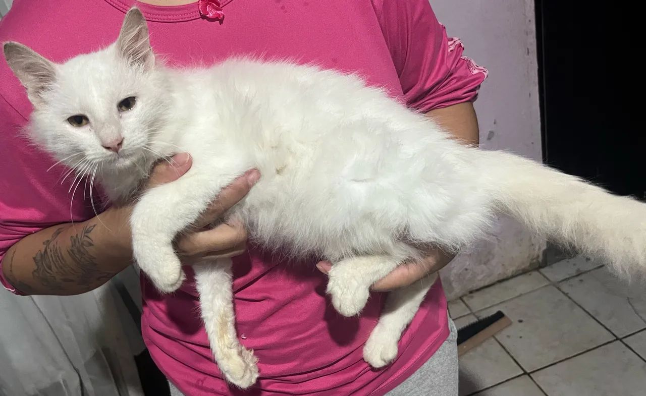 Gato angorá macho  - Foto 3