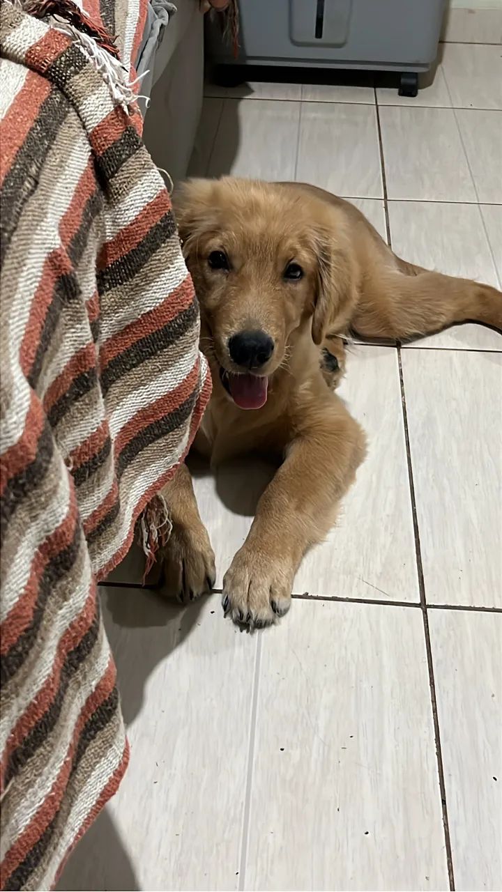 Vendo Golden 