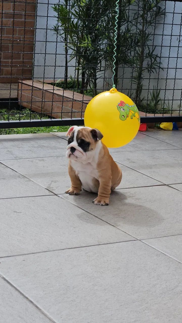 Bulldog Inglês macho  - Foto 5