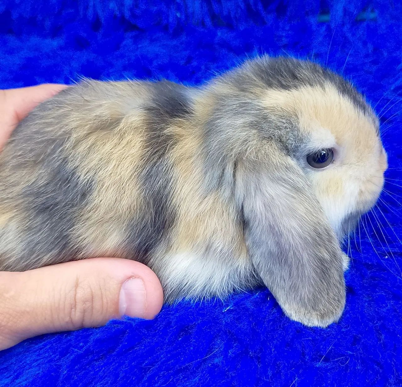 Mini coelho lop Uruguai alerquin 