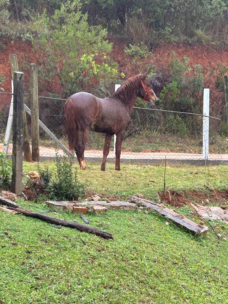 Vendo potro xucro - Foto 3
