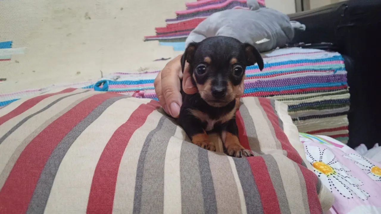 Cachorro pinscher zero - Foto 4