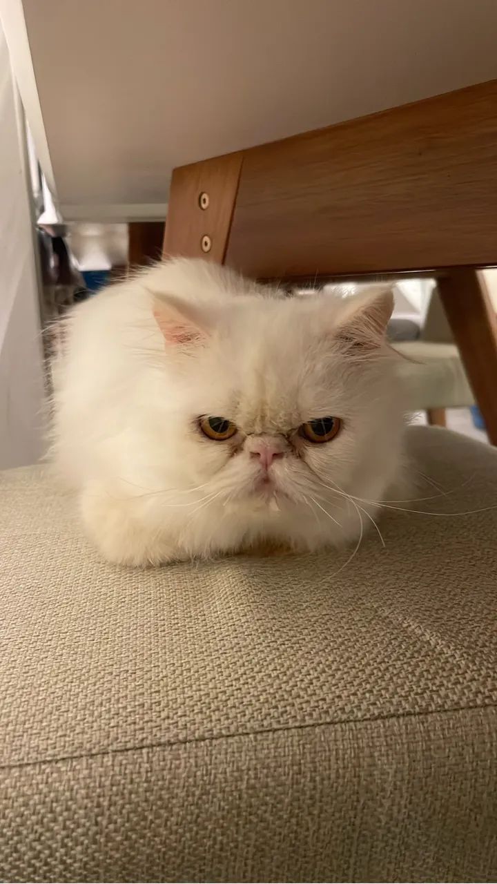 Gato persa macho 