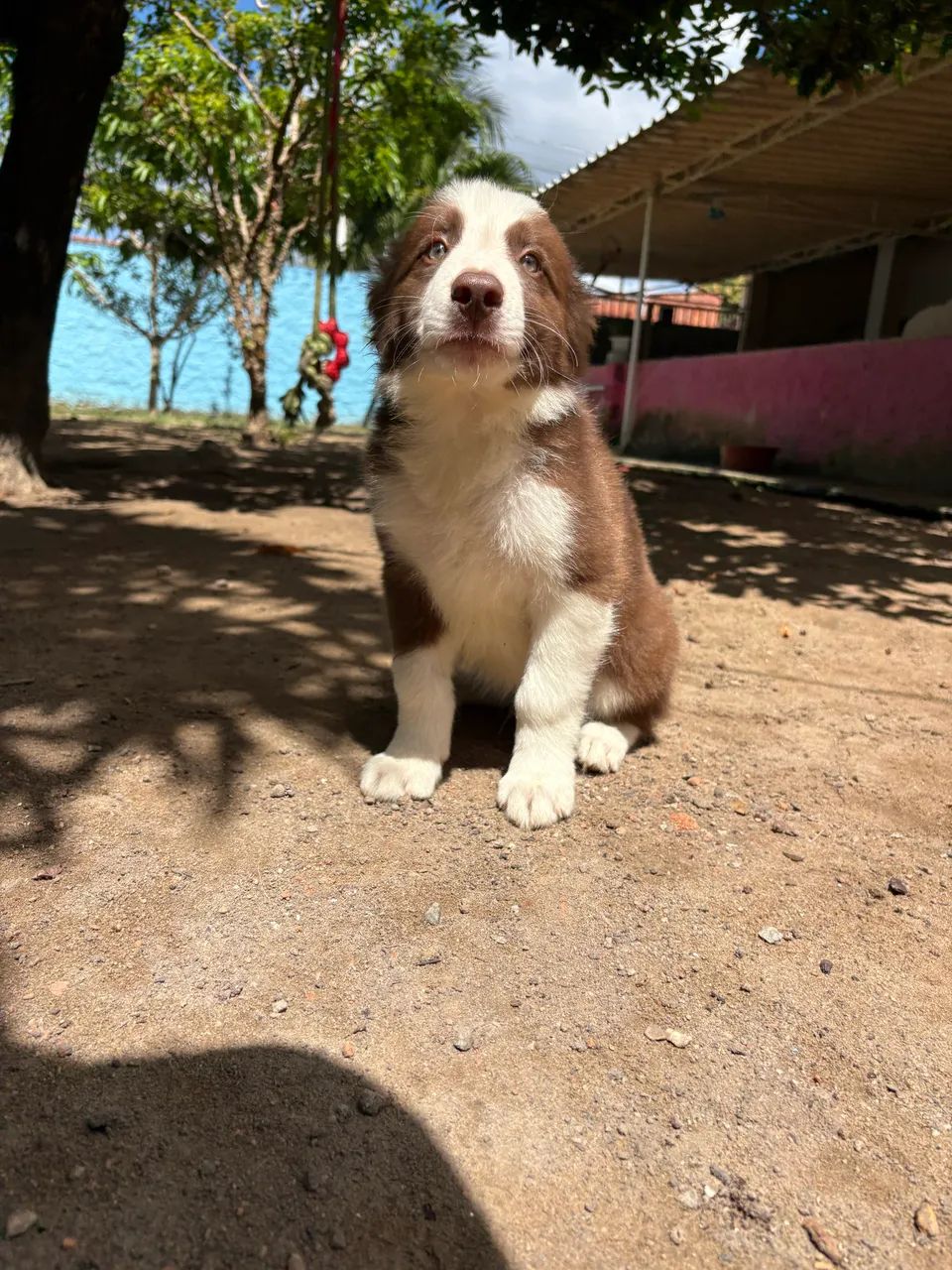 Filhote de Border collie 