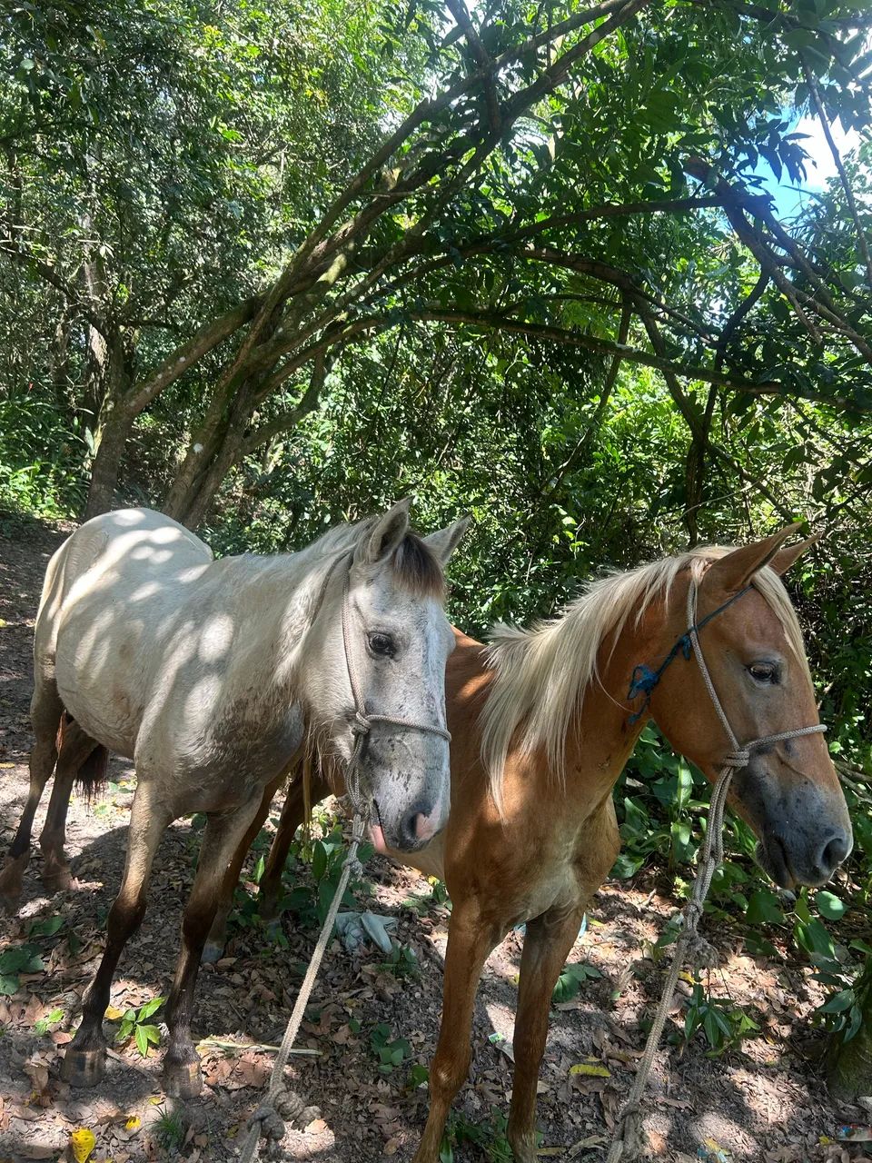 Vendo Duas potras  - Foto 2