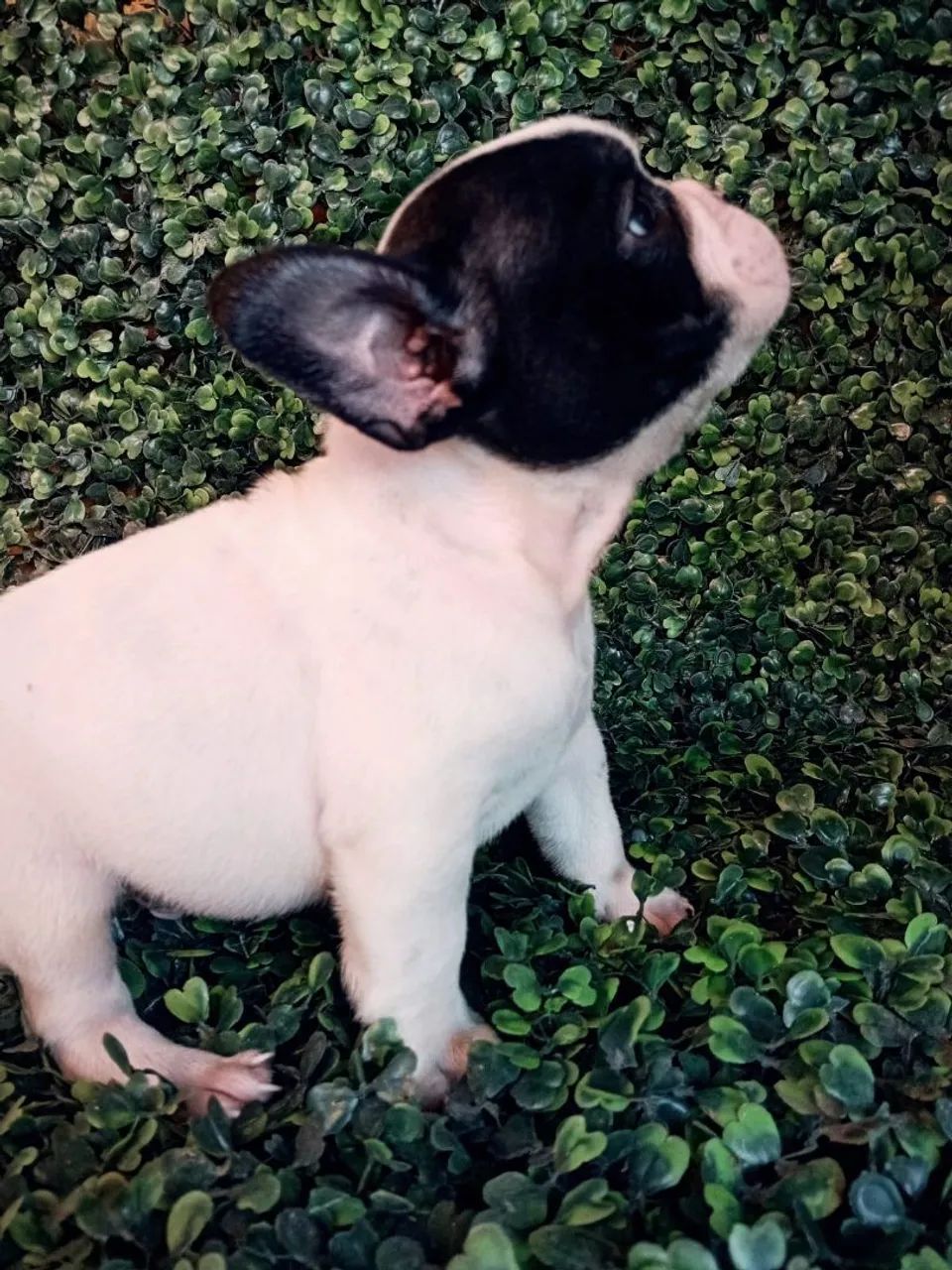 Buldogue francês micro  - Foto 5