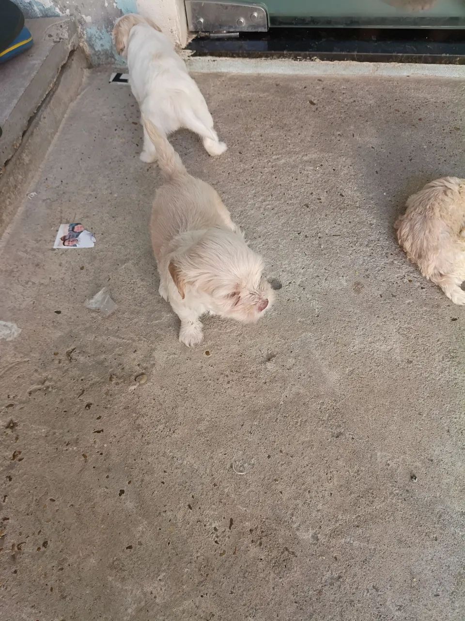 Cachorro  - Foto 3