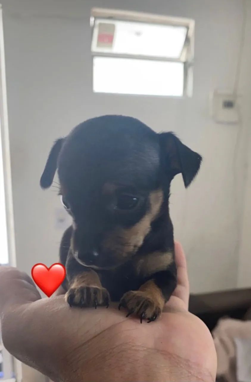 PINSCHER ZERO - Foto 3