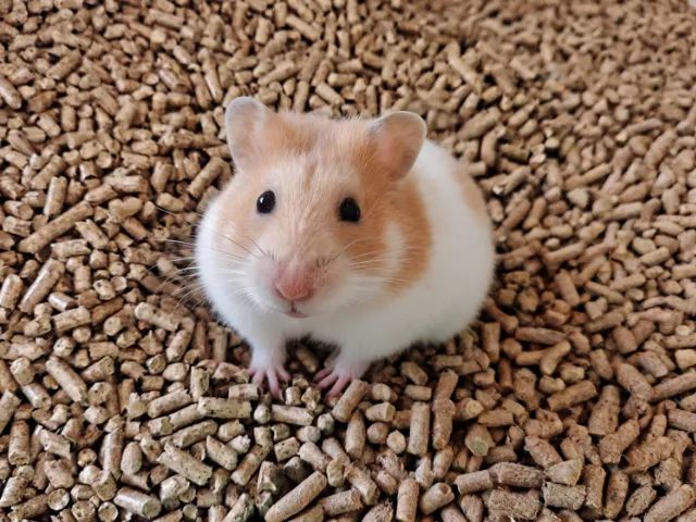 Hamster Sírio