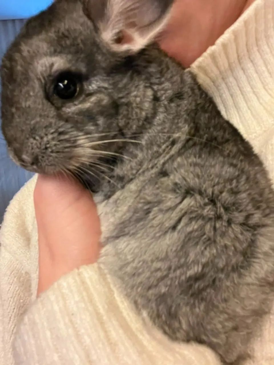 Filhote Chinchila Femea
