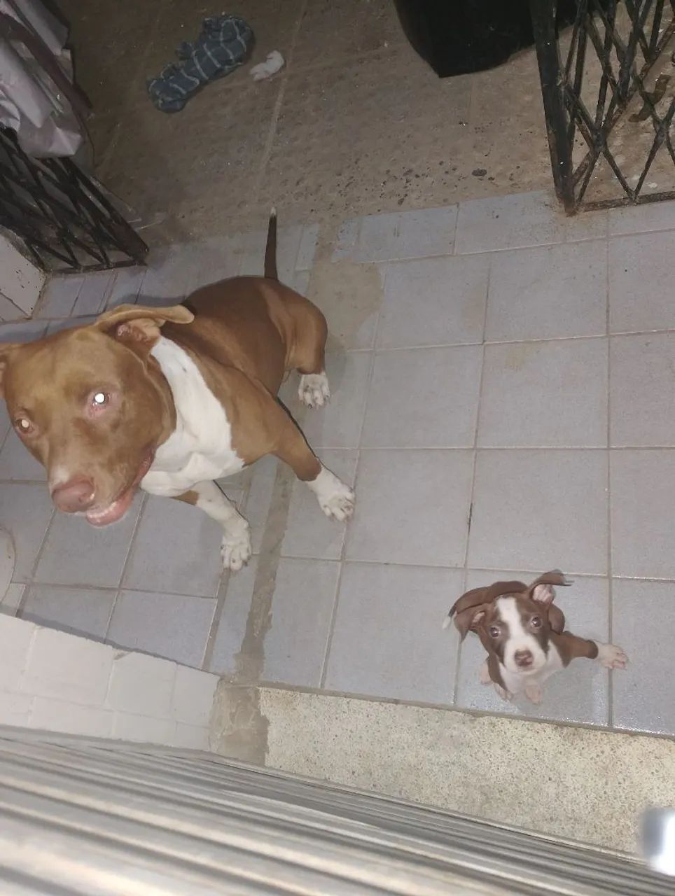 Filhote de Pit Bull 