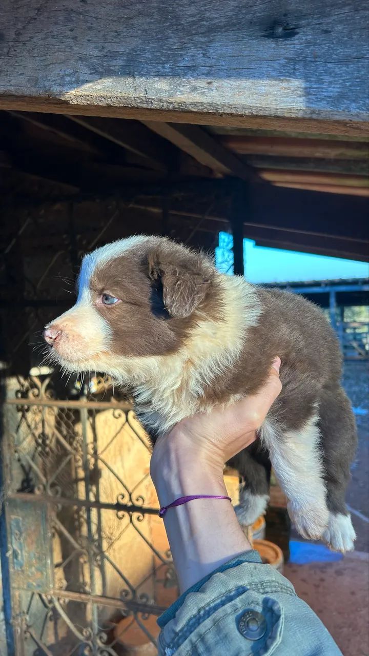 Boder collie  - Foto 4