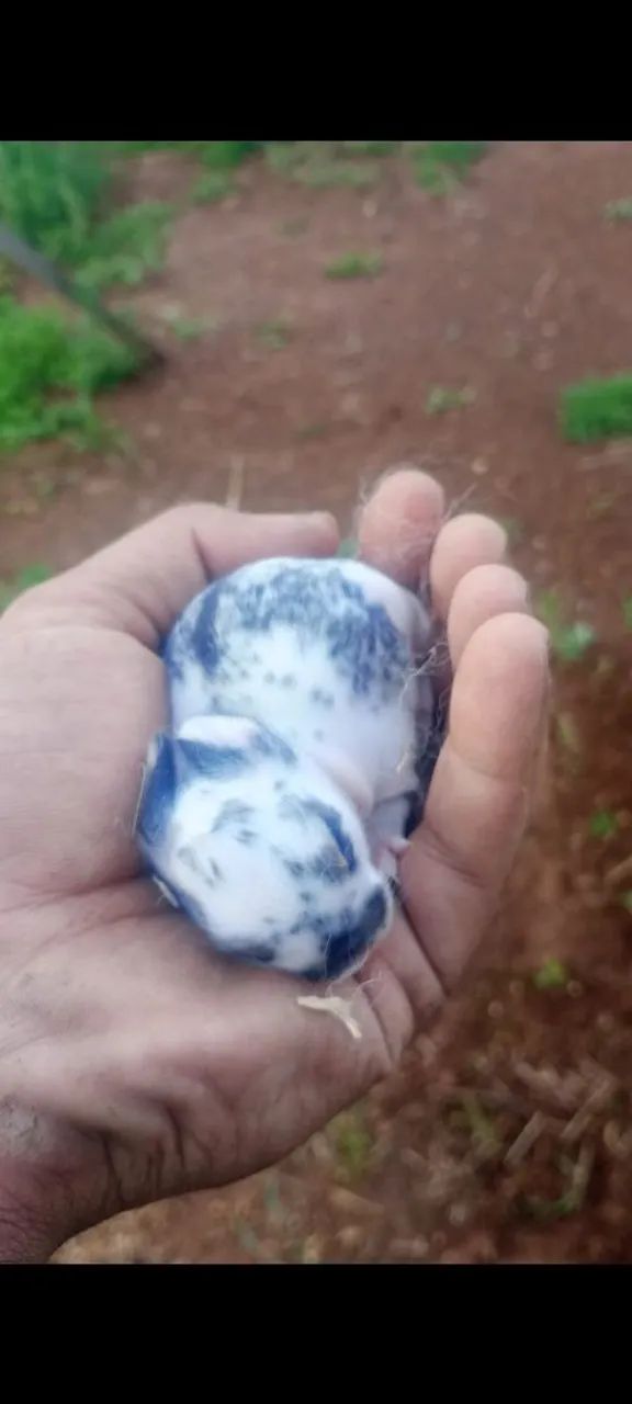 Mini coelhos  - Foto 2