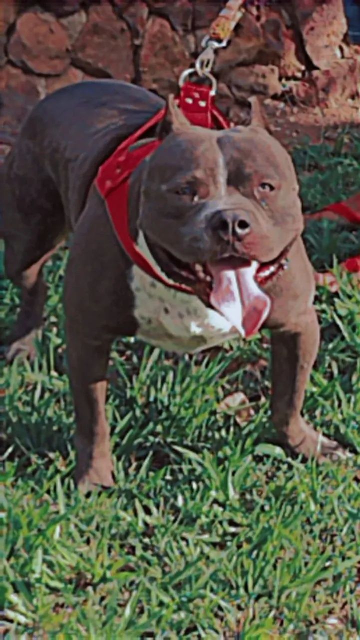 Pit monster - Foto 5