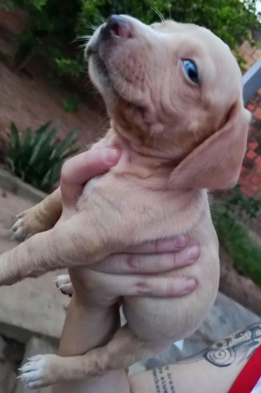 Filhotes de dachshund "salsicha" - Foto 4