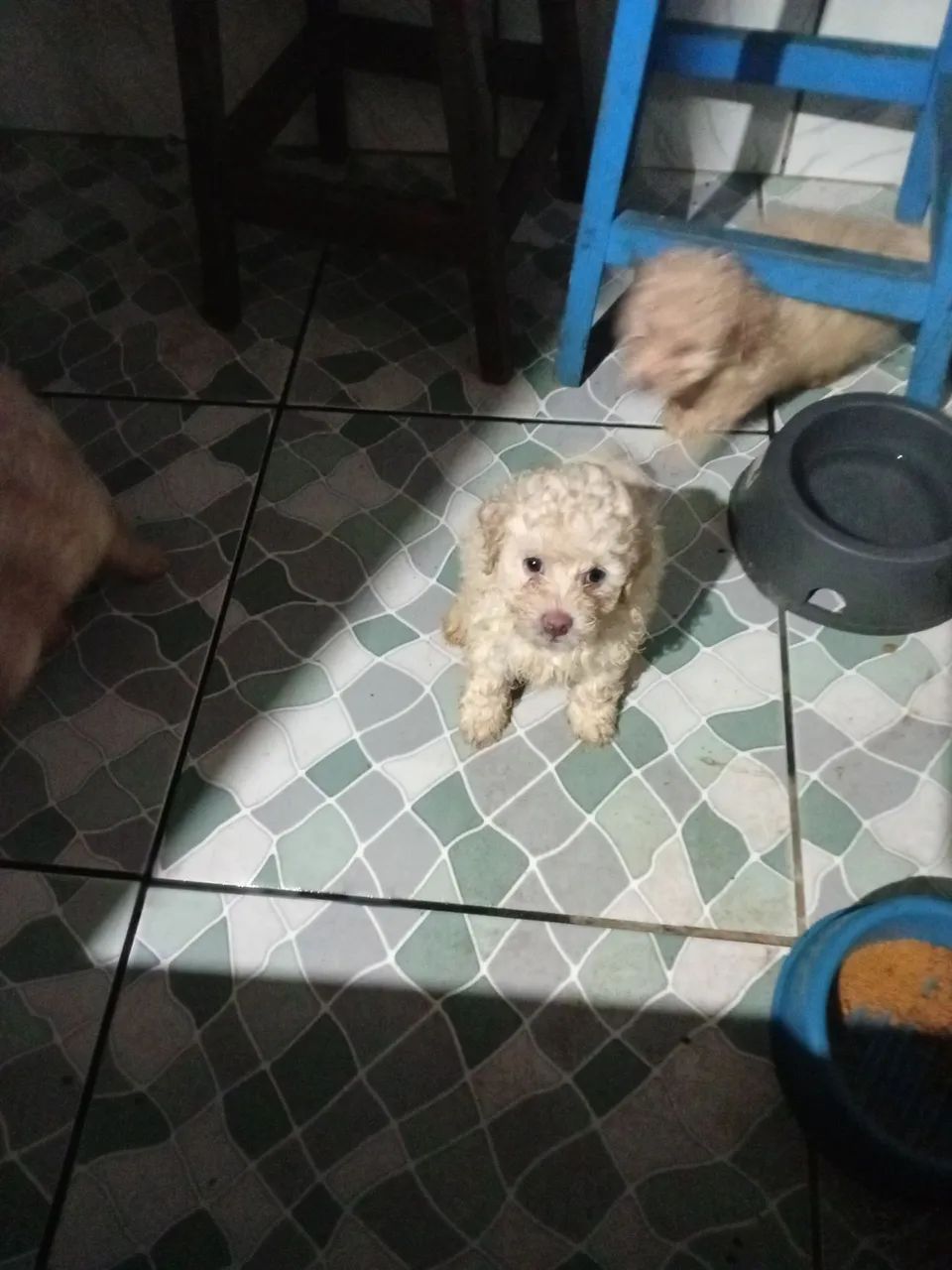 poodle n 1