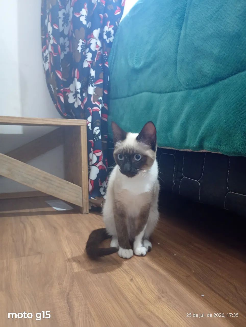 Doação Gatas fêmeas 