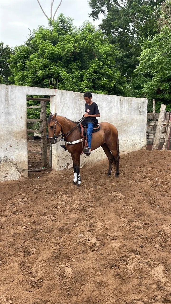 Cavalo - Foto 4