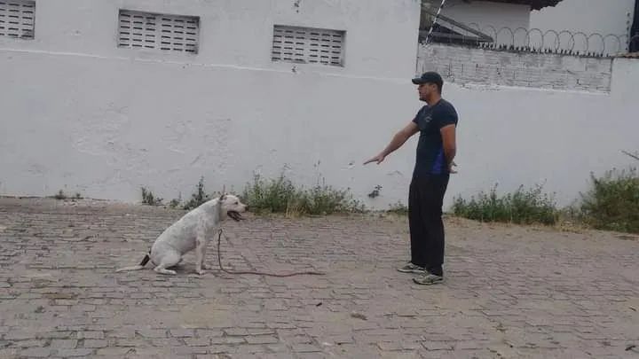 Adestramento de Cães  - Foto 5