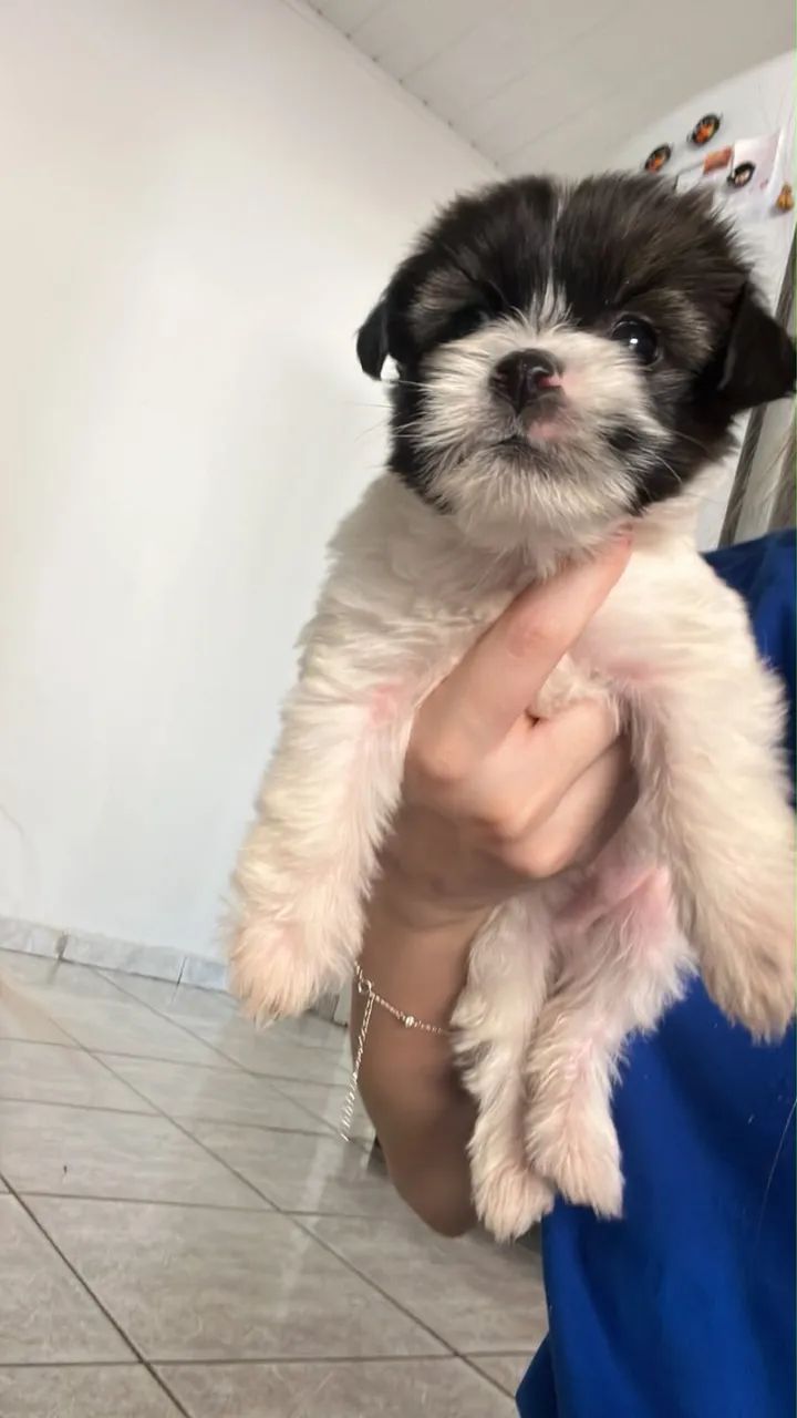 Cachorro