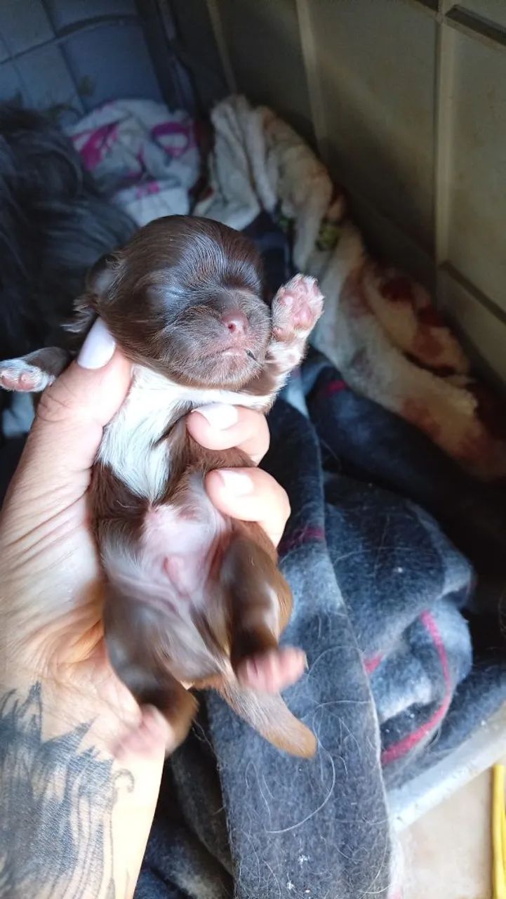 Cachorro 