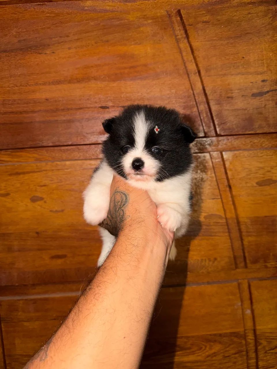 Spitz alemão anão  - Foto 4