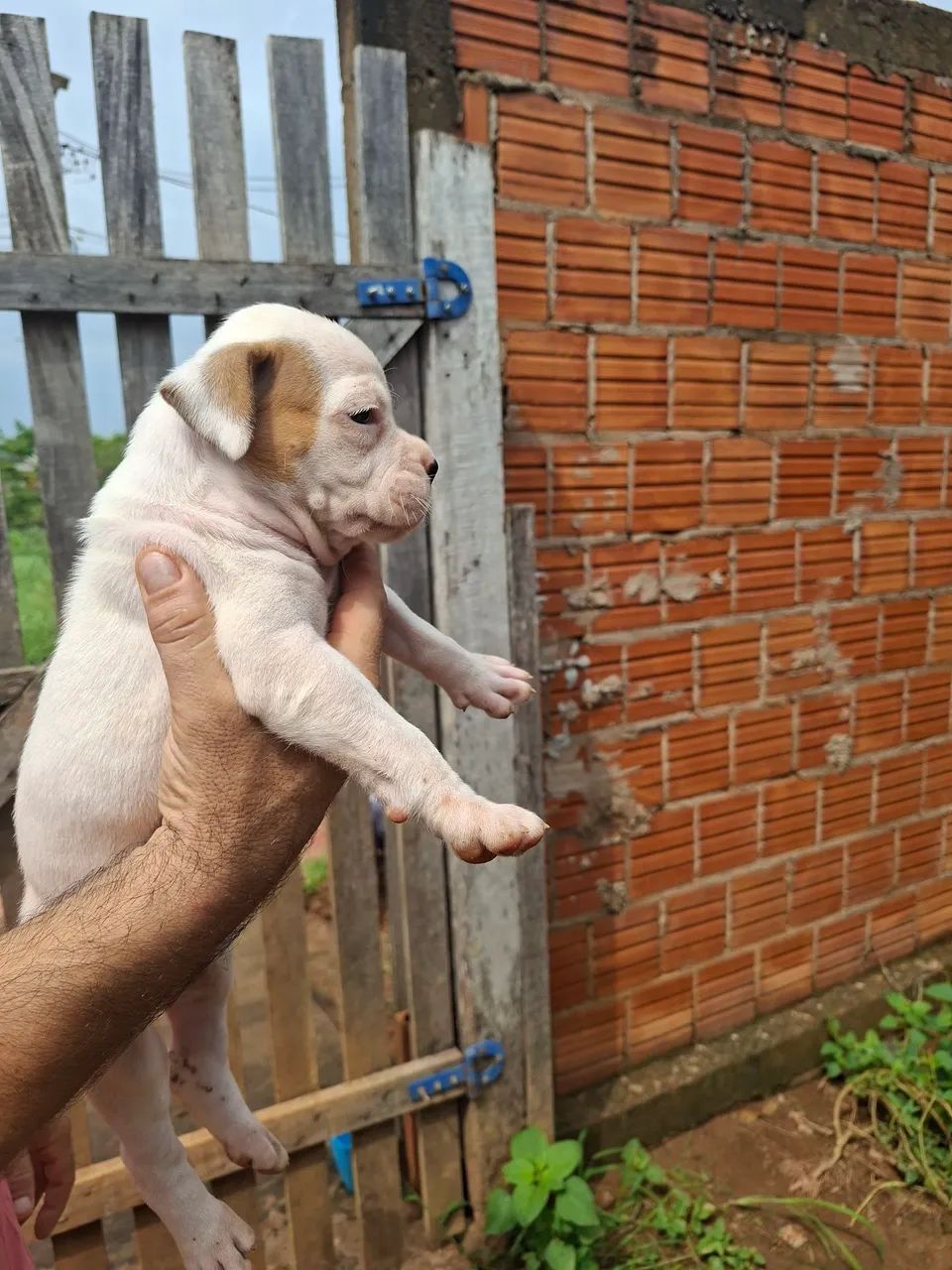 Filhotes de Boxer  - Foto 3