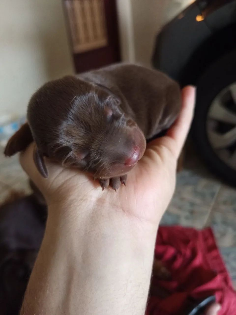 Doberman 