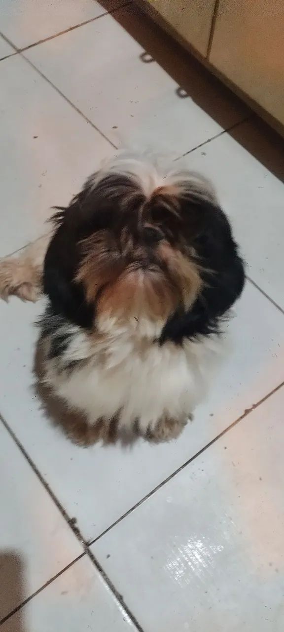 Cachorro pra vender 