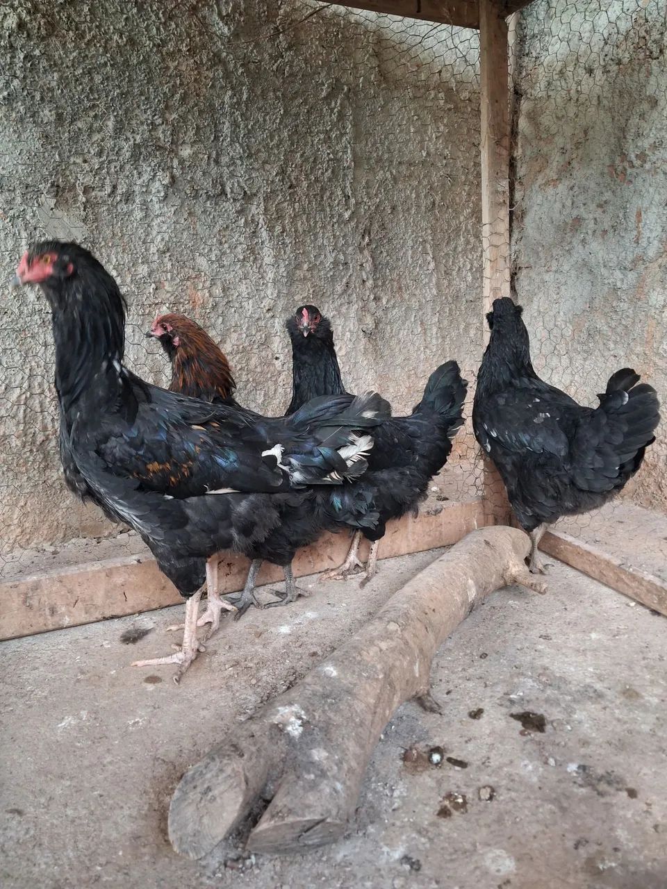 Lindas aves cruzamento de Ameraucana com Marans!  - Foto 3