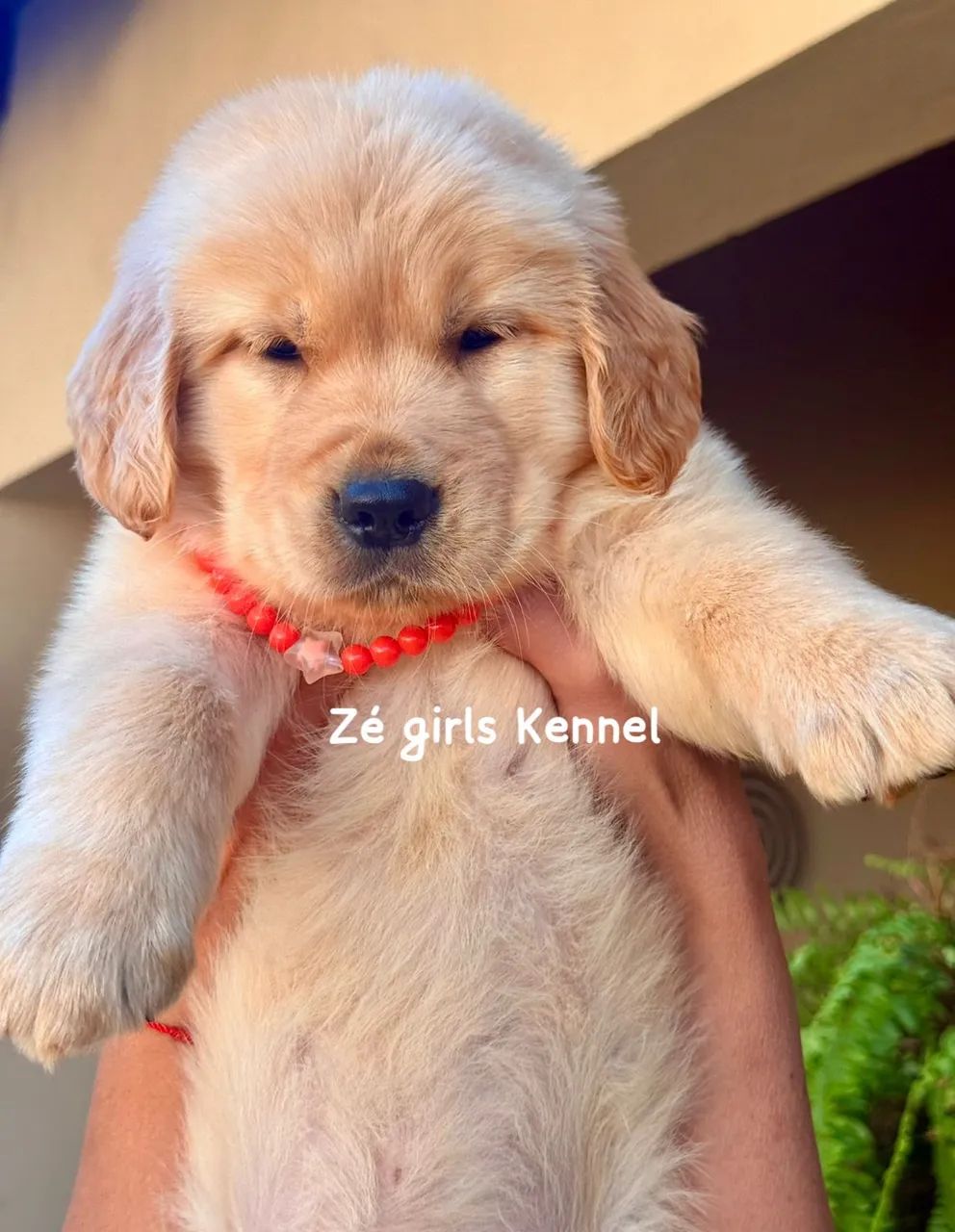 Golden Retriever  - Foto 4