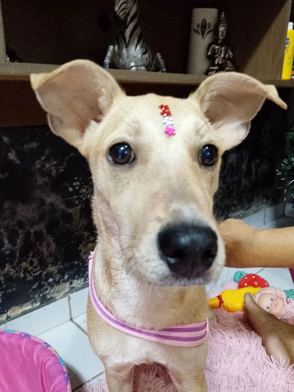 Doação  - Foto 4
